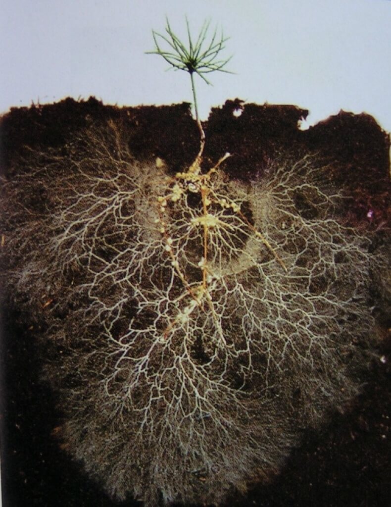 Cross section of the soil underneath a small seedling. Roots travel into the soil a short distance, but a large network of web-like arbuscular mycorrhizal fungi surround the roots, reaching far into the soil.