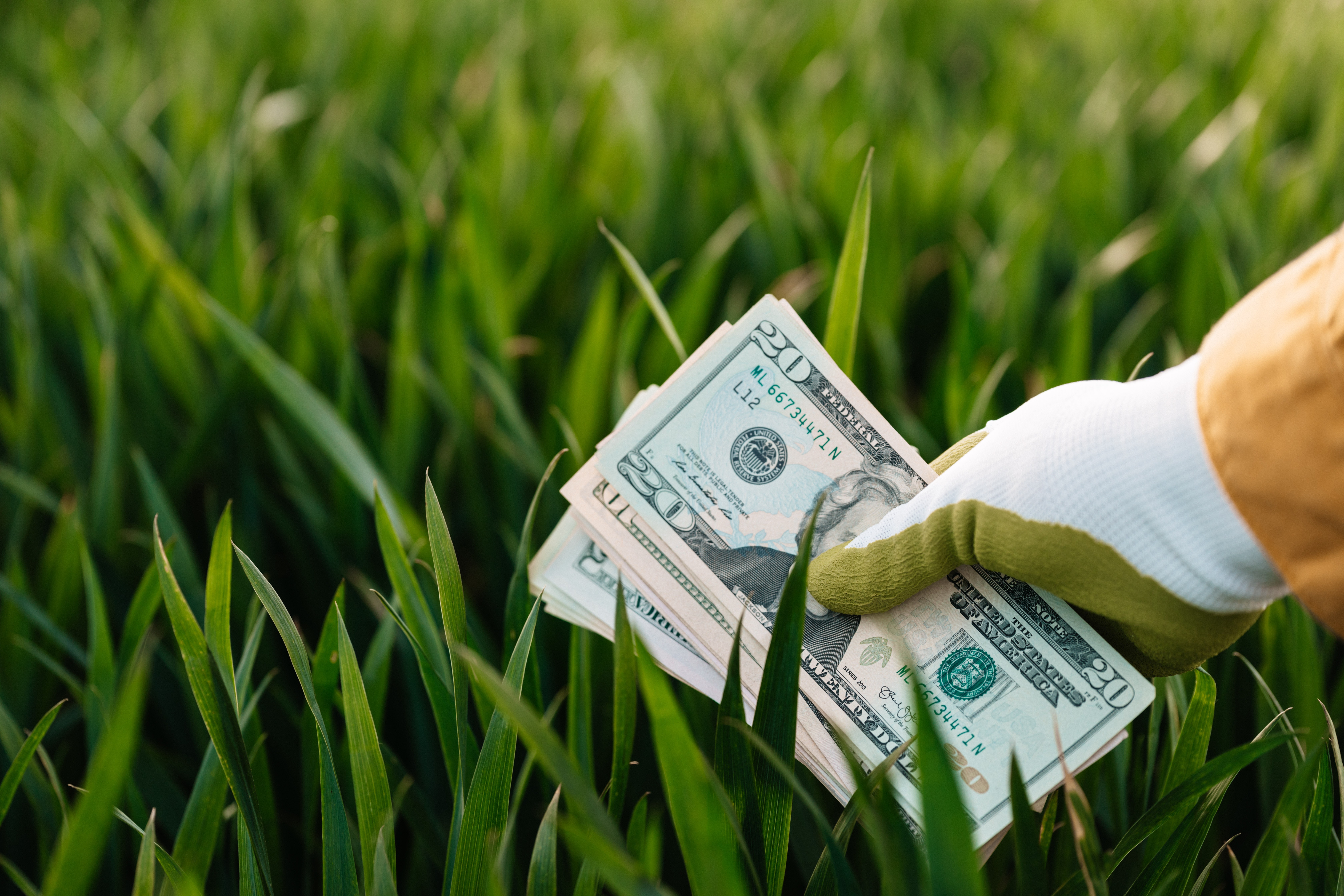 Farmer's hand holding a stack of dollars in a cover crop field to show the profit that can be found organic farming
