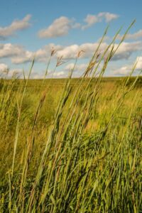 native, warm season grass, big bluestem, waving in the wind