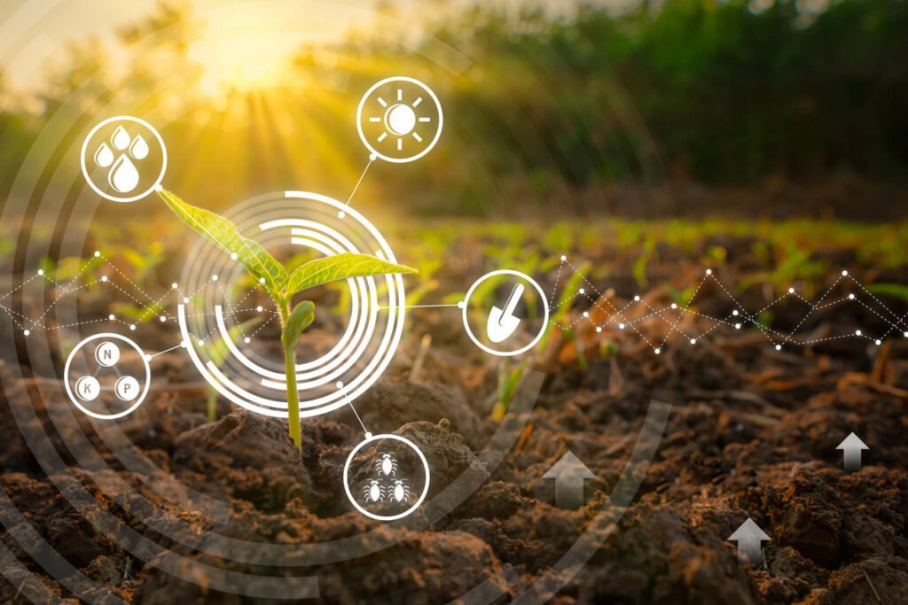 Picture of a young bean seedling in the evening with an edit of the nutrients it needs to survive, including the components of photosynthesis: water, light, soil, microbes, and nutrients like phosphorus, potassium, and nitrogen.