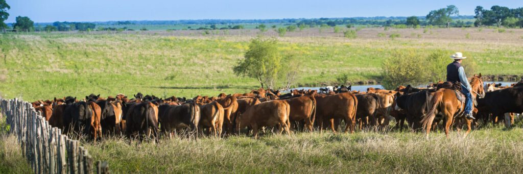 Cattleman moving cow calf pairs to new green pasture on the ranch to optimize the forage available for grazing.