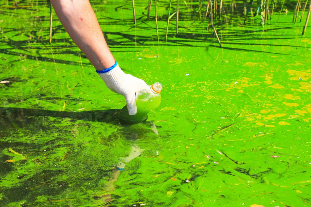 picture showing lime green water from an algal bloom and a hand scooping out a bottle of the green water.