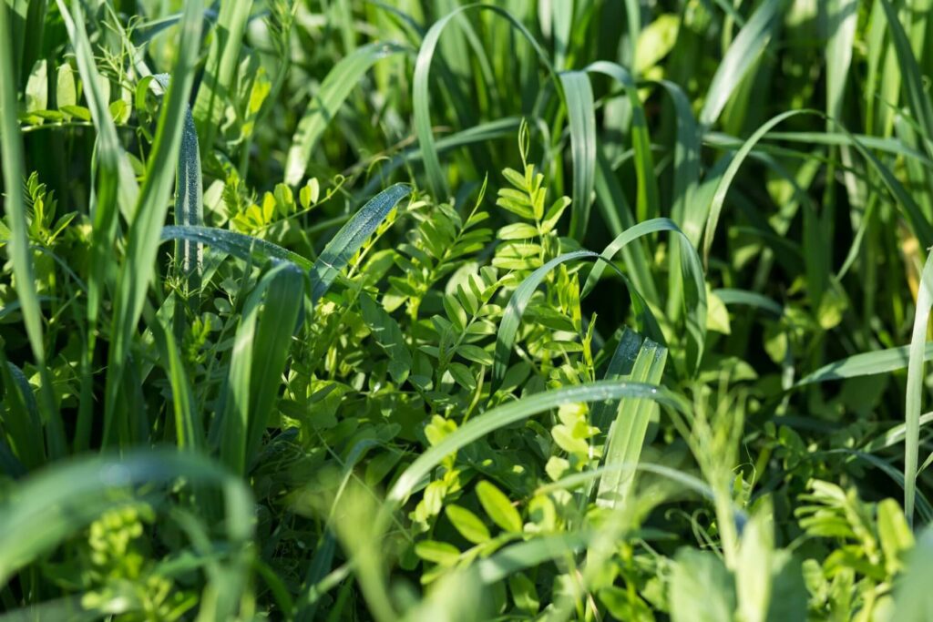 Cover crops like vetch and oats improve the structure and fertility of the soil by increasing nutrient cycling and residue to be turned into organic matter