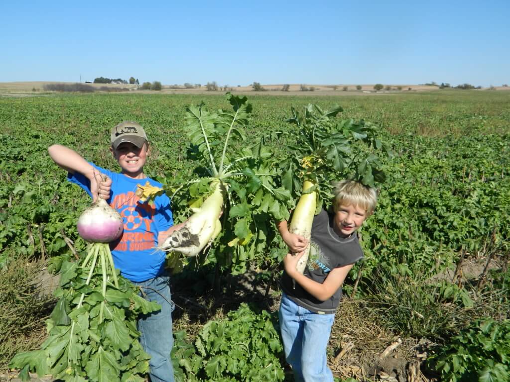 little boys holding up huge turnips and radishes, two great cover crops for building healthy soil