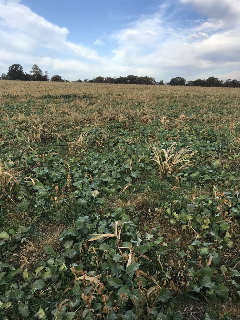 Forage collards cover the ground above dormant fescue