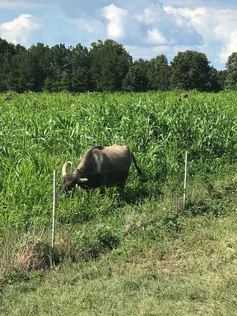 A water buffalo grazes along a fenceline of a fescue interseeded pasture in the middle of the summer. The grass is up nearly as tall as the animal. 