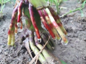 This picture taken by Nadjia LaFontaine shows red adventitious roots dripping liquid root exudates.