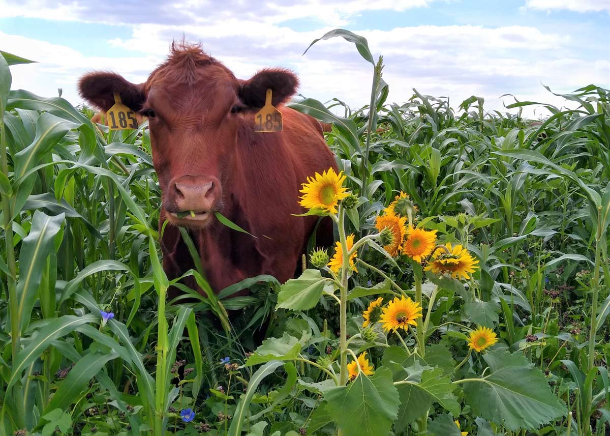 grazing cattle in sunflower