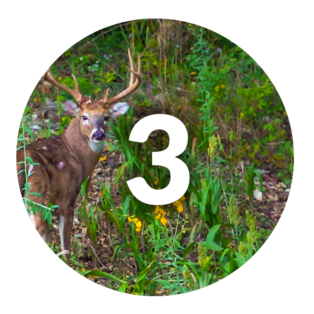 food plot whitetail deer 3