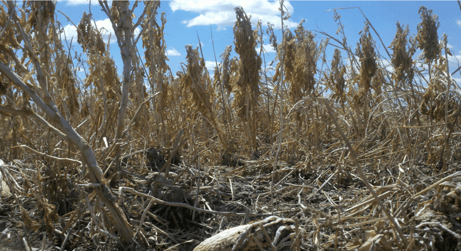 frost killed oats, millet, cowpeas, African cabbage, dead from the frost
