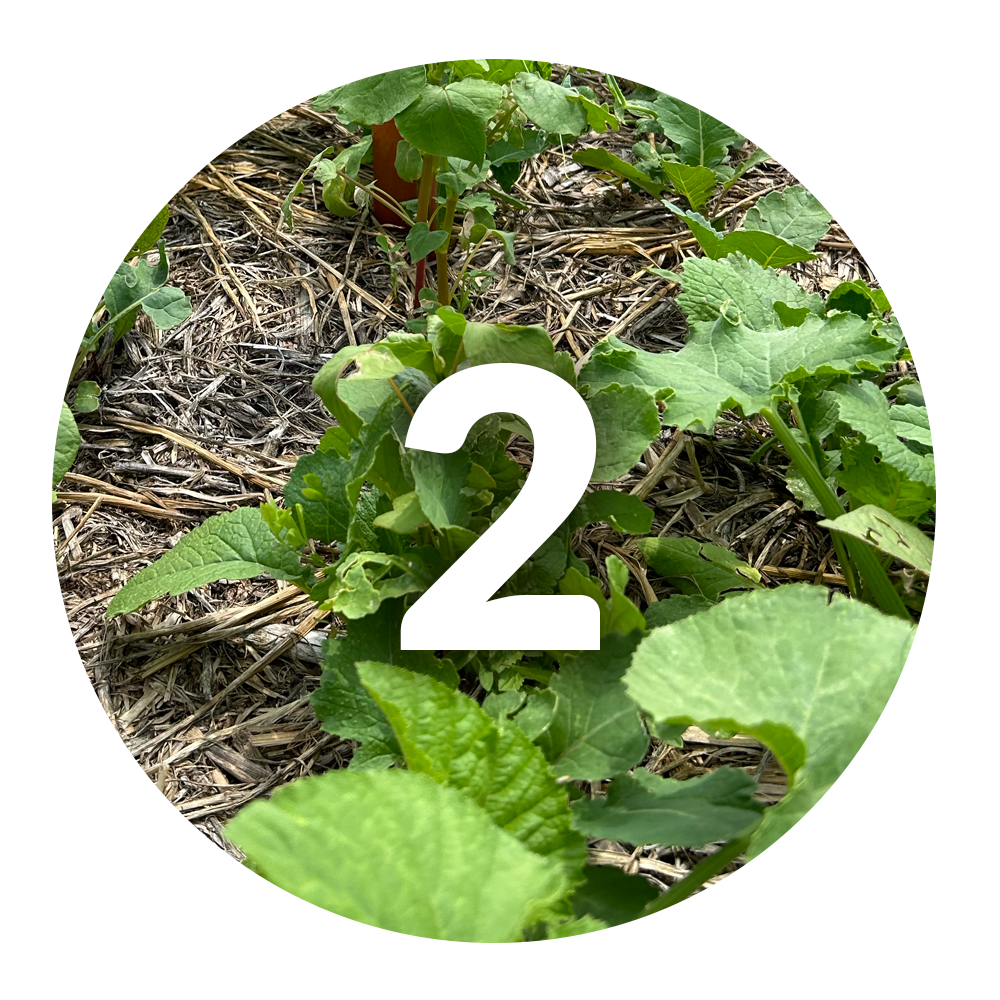 young milpa seedlings