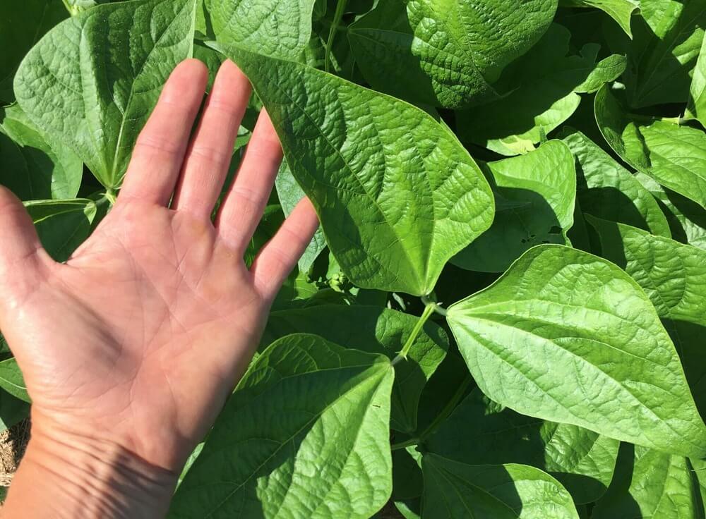 Bean leaf the size of Nadjia LaFontaine's hand