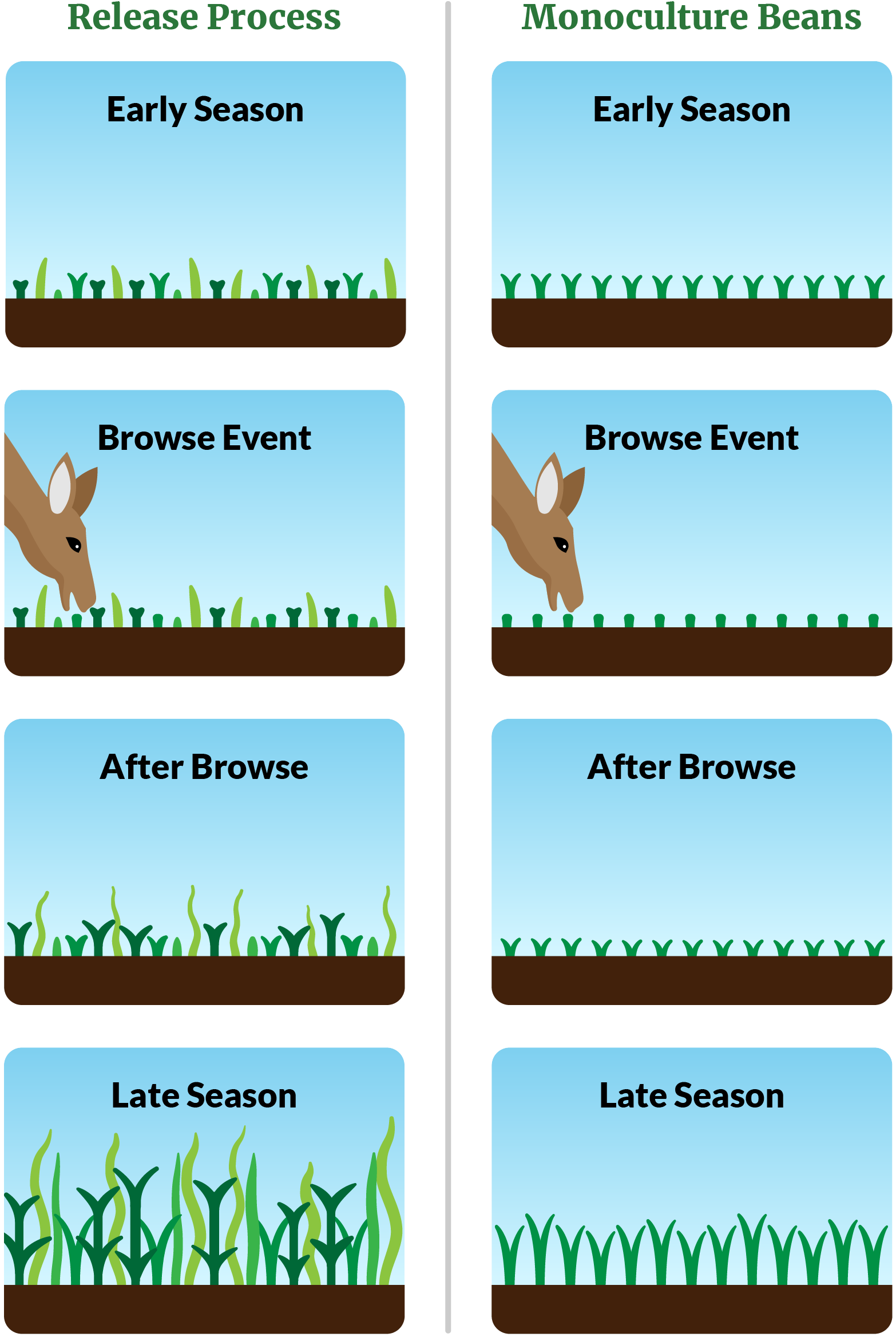 release process vs monoculture soybeans throughout the growing season