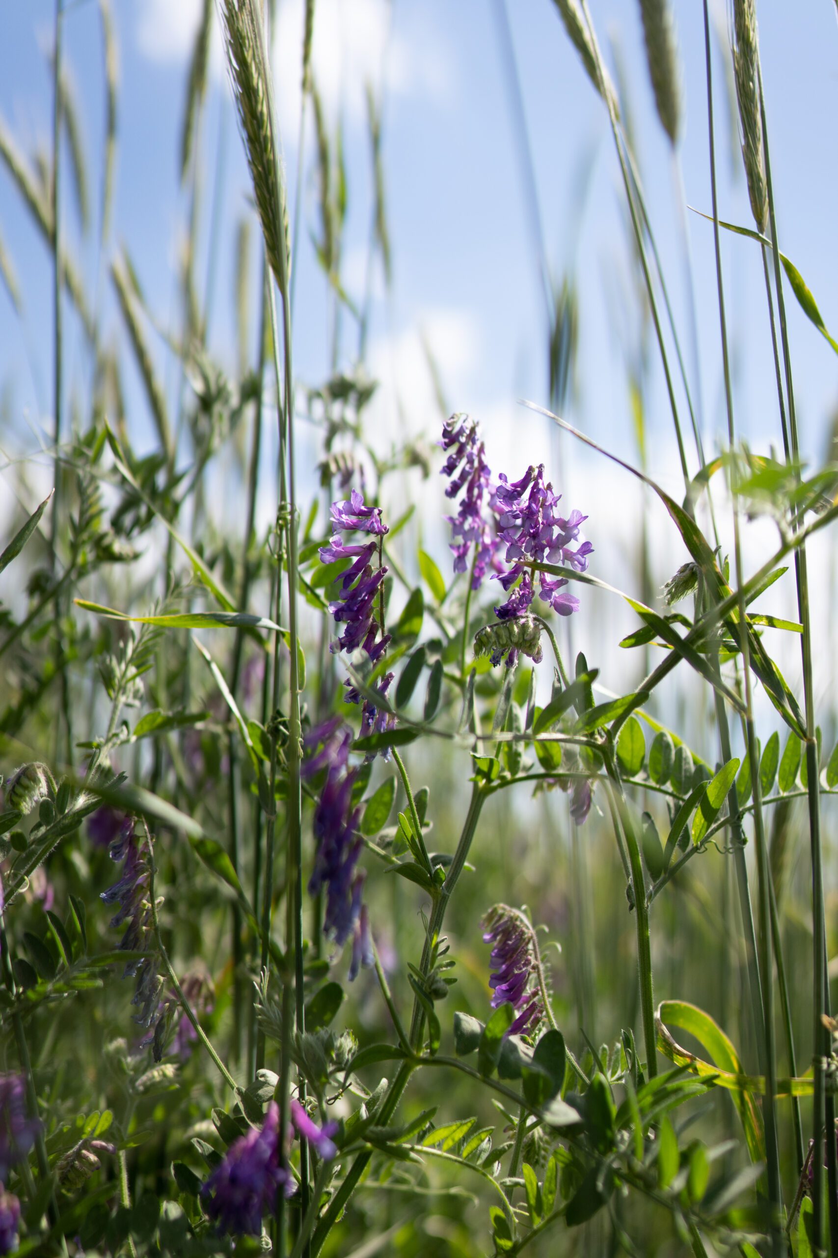 How much Nitrogen can you grow for next year’s grain crop?