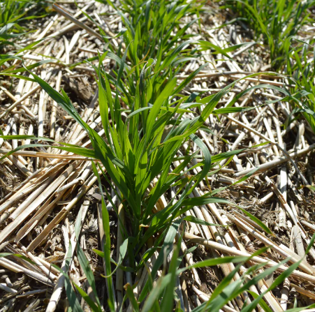 Which winter cereal should you plant this fall?