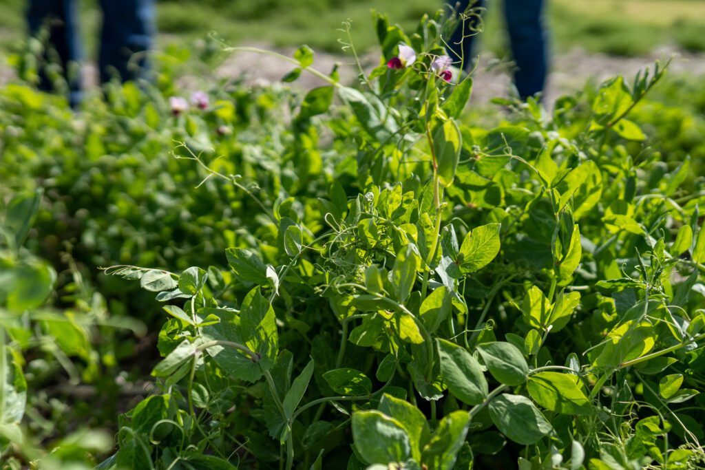 how-to-design-a-cover-crop-mix-for-fall-planting-green-cover