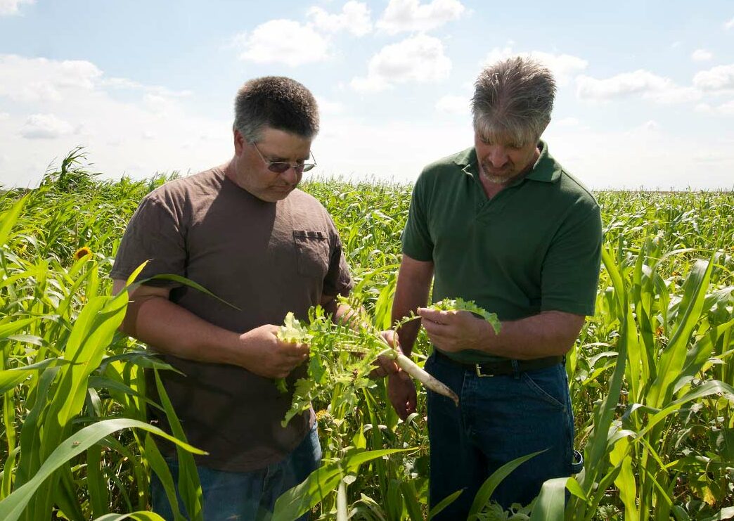 Keith and Brian Berns in cover crop field