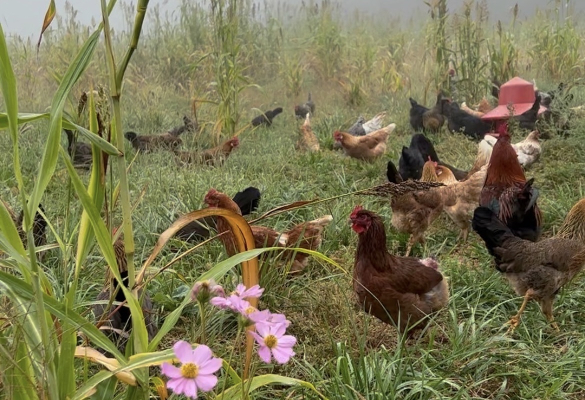 Chickens grazing on cover cropped pasture