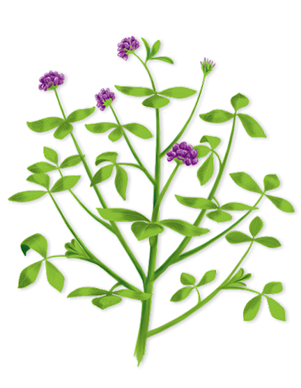 Alfalfa illustration