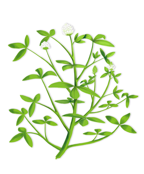 frosty berseem clover illustration