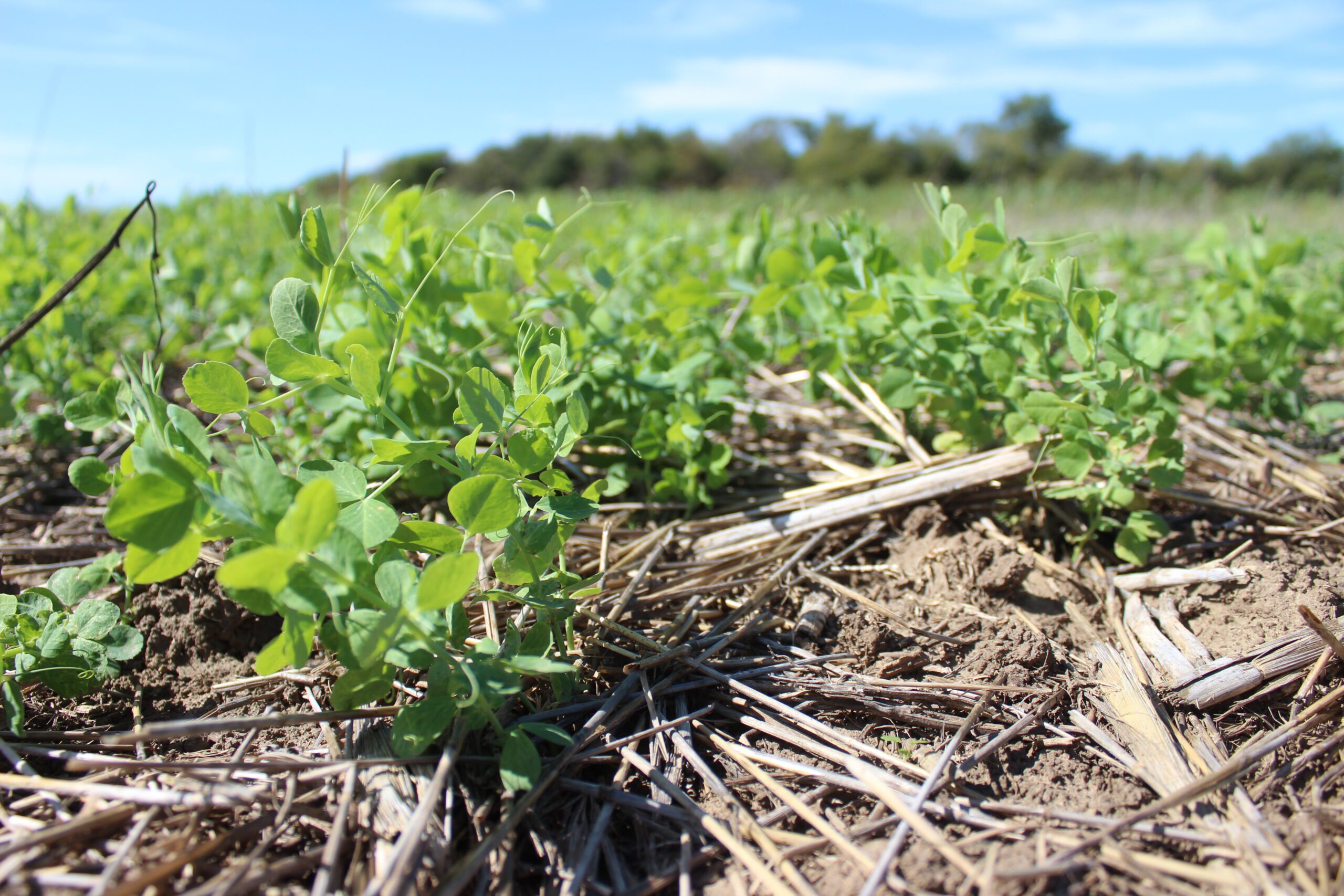 Spring Cover Crop Mixes for Grazing, Erosion Control, and More!