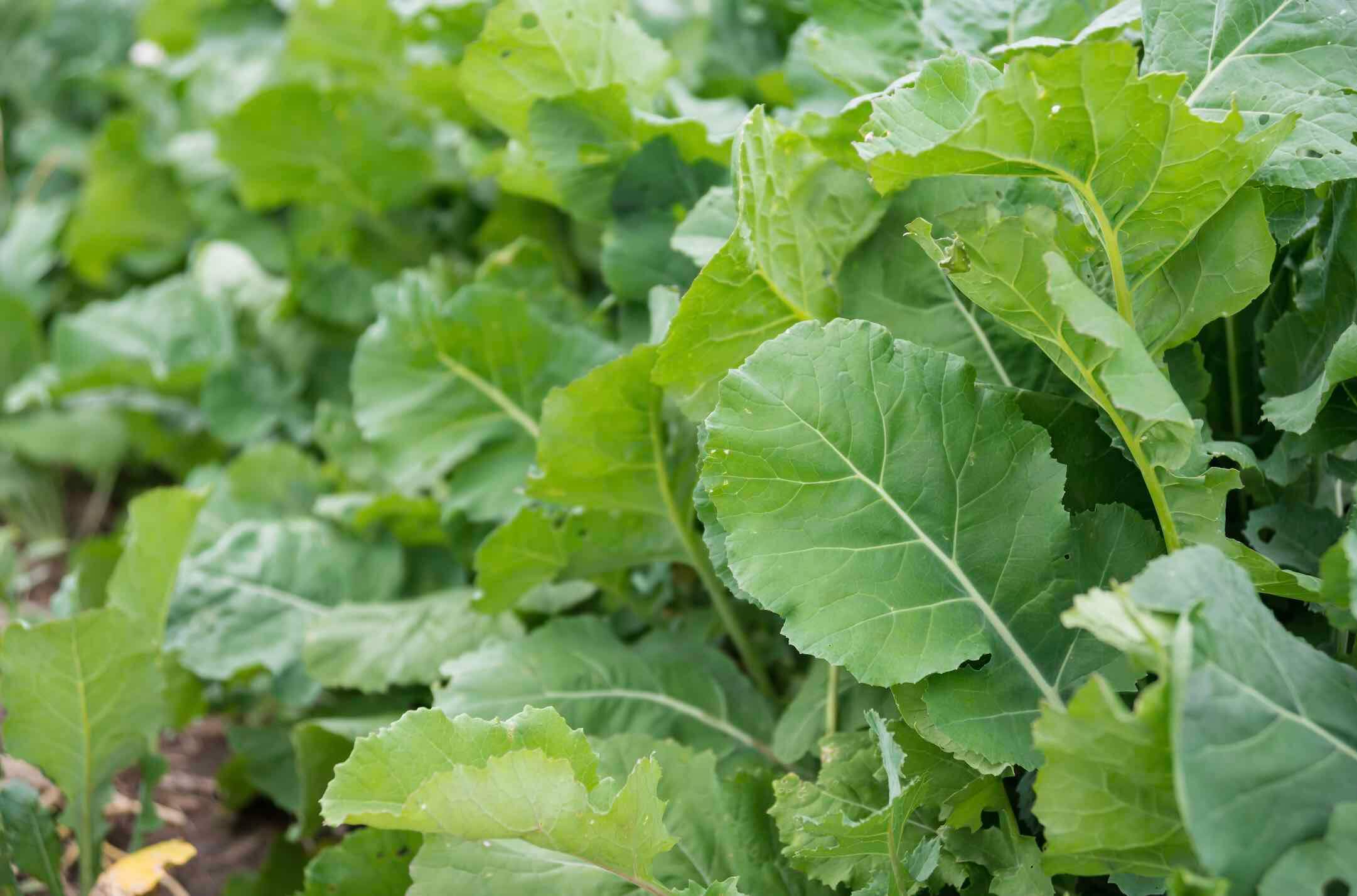 Leafy green impact forage collards in the field