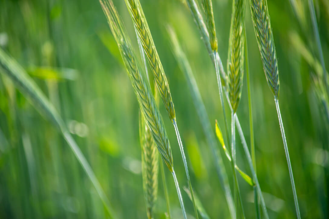 Green Cover’s Top 10 Grasses
