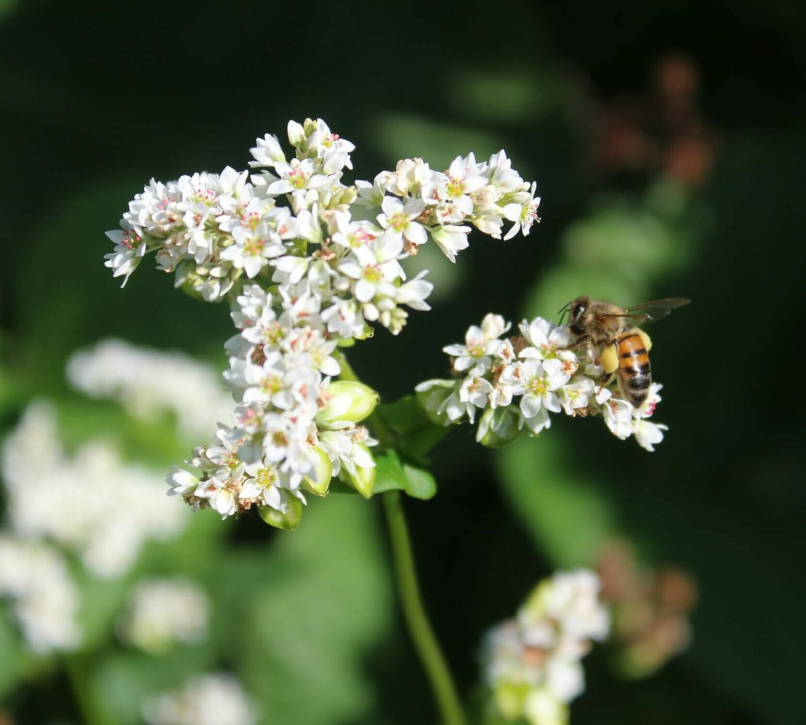 White Buckwheat flowers with a bee buzzing around them