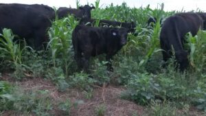 cattle grazing a summer cover crop