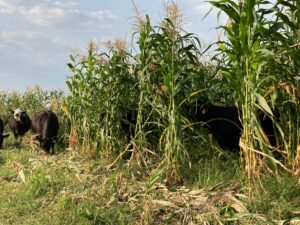 cattle grazing corn