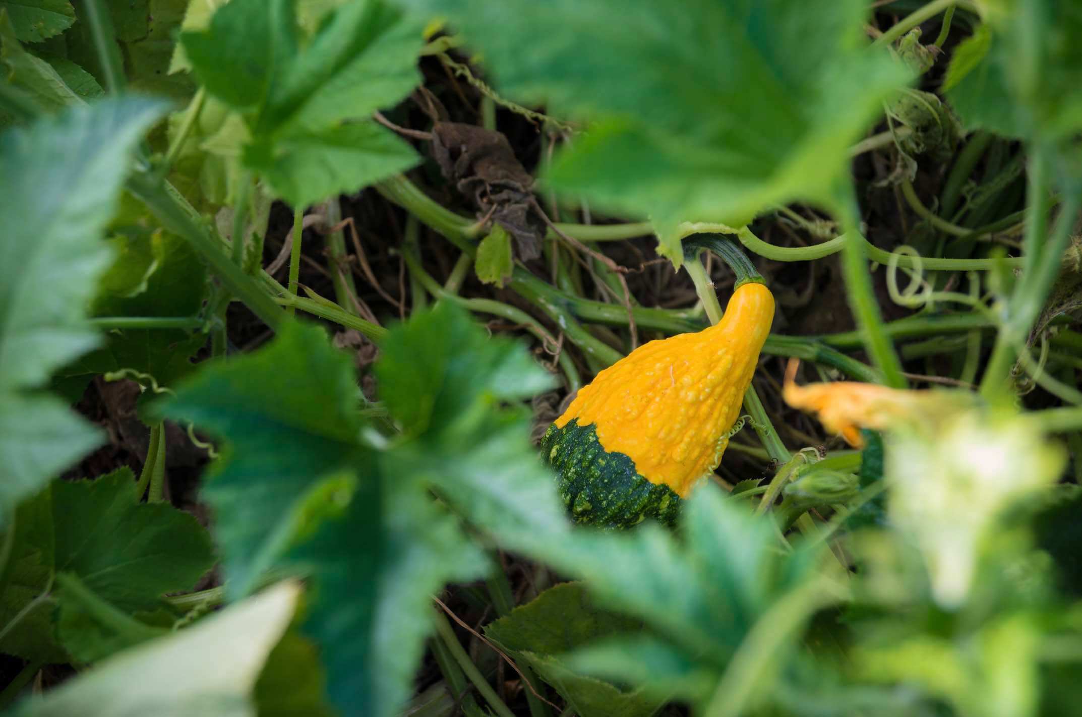 Gourd peeking through the leaves of a squash