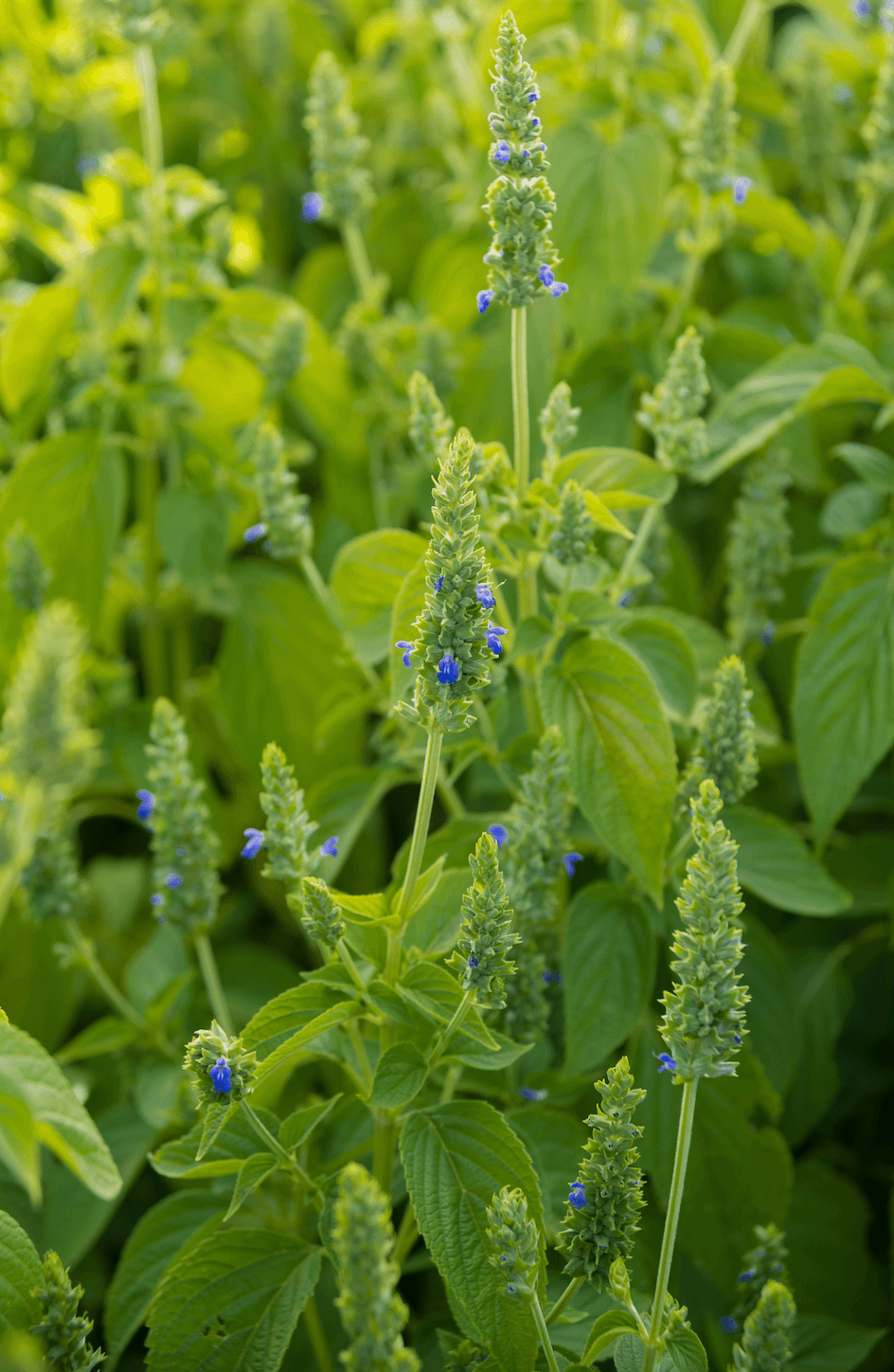 blue chia flowers