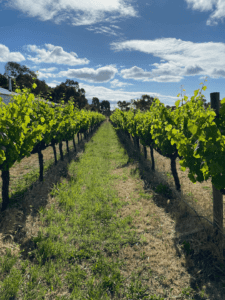 picture showing green, diverse cover between the rows of a vineyard