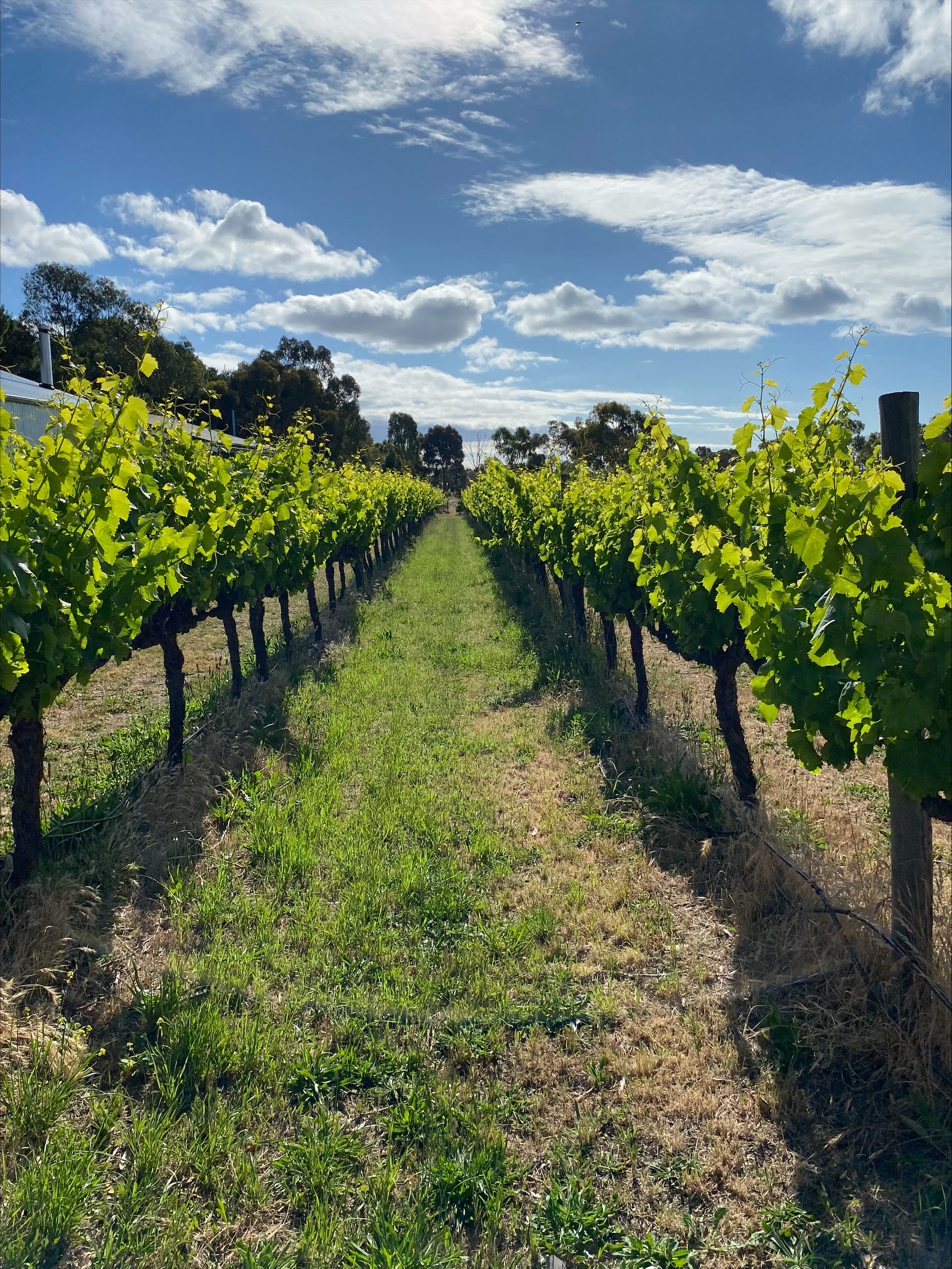 Photo of ground cover comparison between vineyard rows.