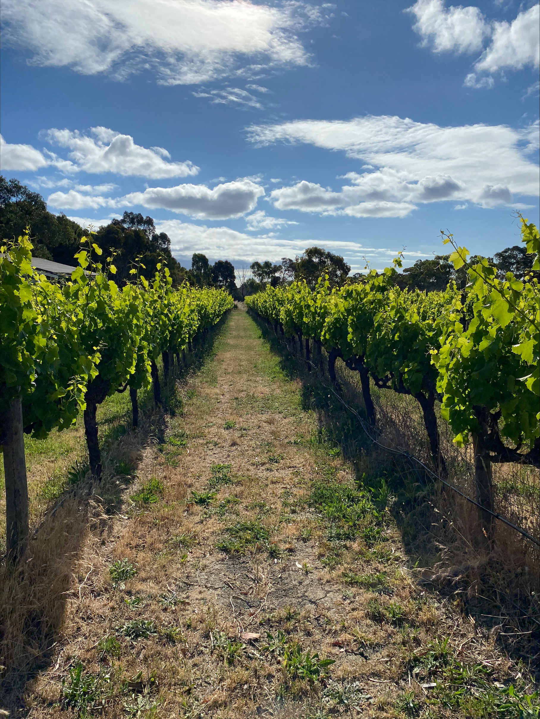 Photo of ground cover comparison between vineyard rows.