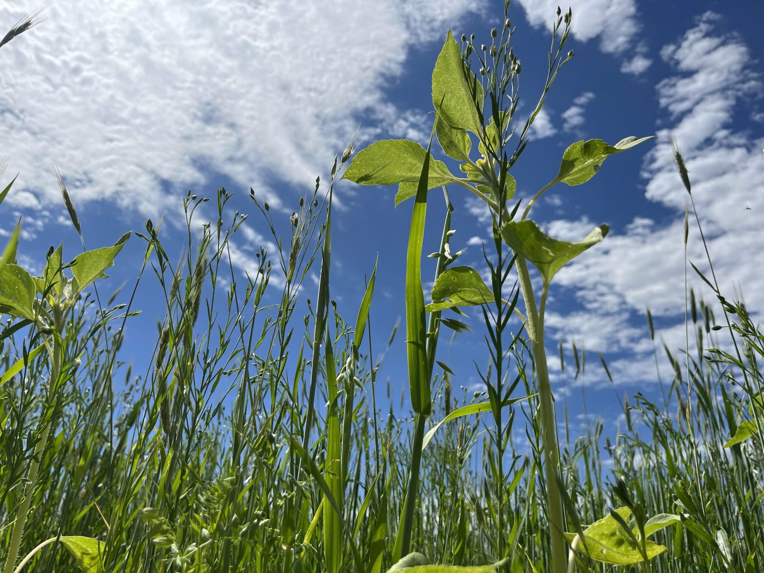 Using warm and cool seasons to maximize diversity