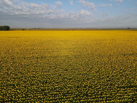 Sunflower field