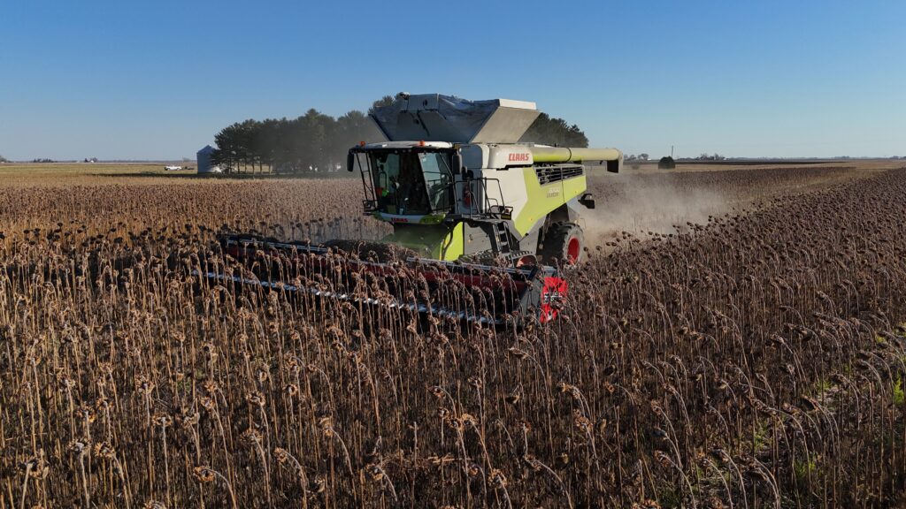 Combine in sunflower field. 