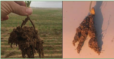 Crop Roots