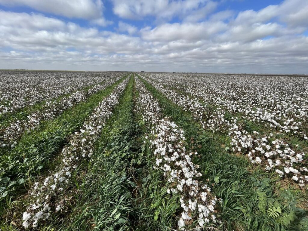 Cotton with cover crops