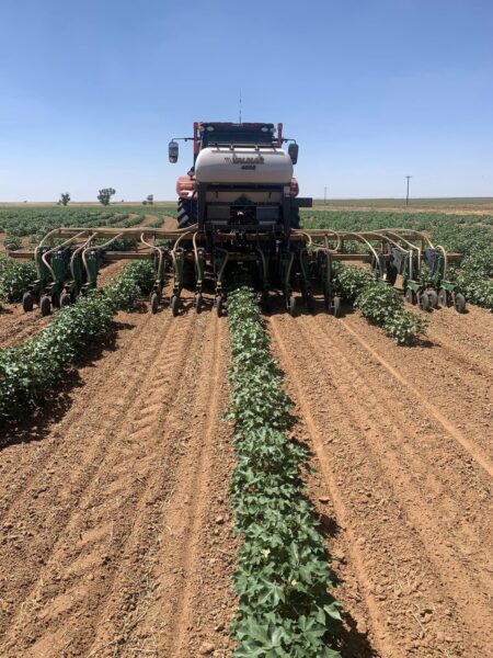 Wide cotton rows. 