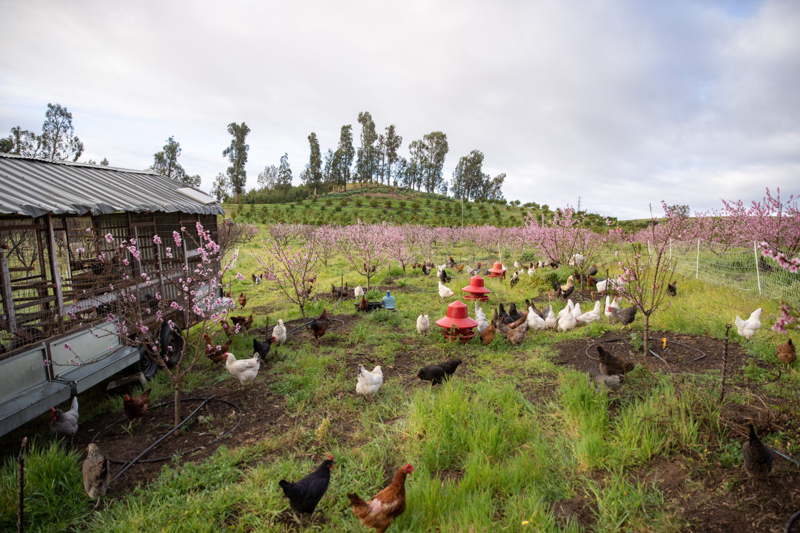 Chickens ranging on cover crops.