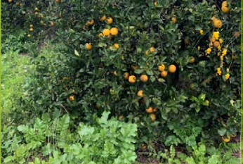 Healthy orange tree. 