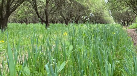 Cover crop in orchard. 