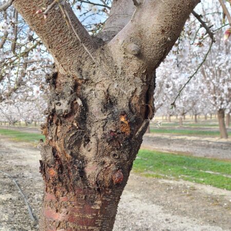 Picture of almond tree