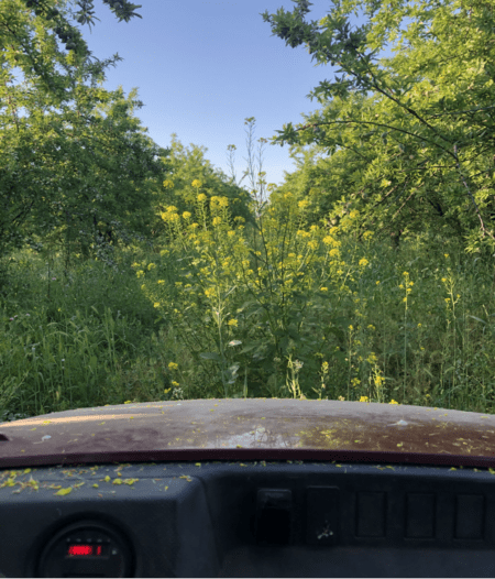 Cover crop mix