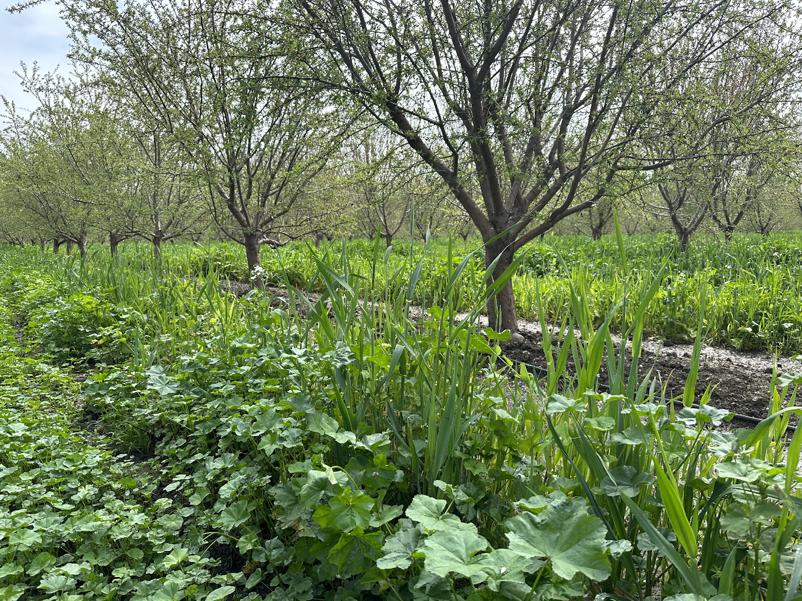 Flooded field with cover crop mix.