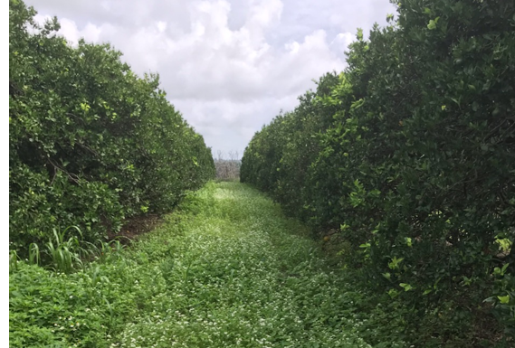 A fresh mowed cover crop in an orange grove 