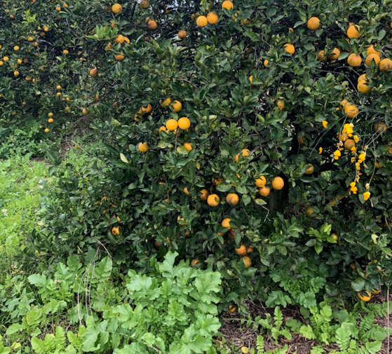 Edward James Healthy Orange Tree