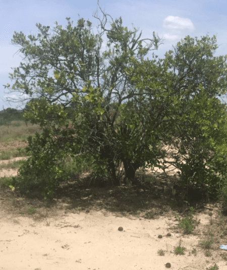 Dying orange tree